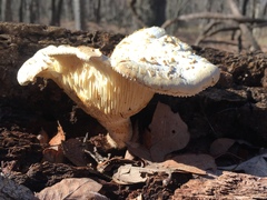 Pleurotus dryinus