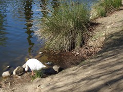 Anser anser domesticus