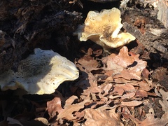 Pleurotus dryinus