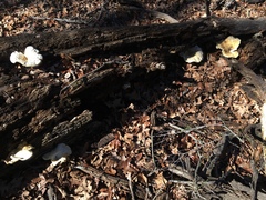 Pleurotus dryinus