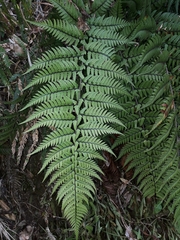 Polystichum neozelandicum neozelandicum