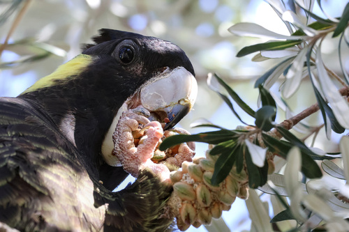 Yellow-tailed Black Cockatoo