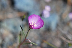 Clarkia gracilis gracilis