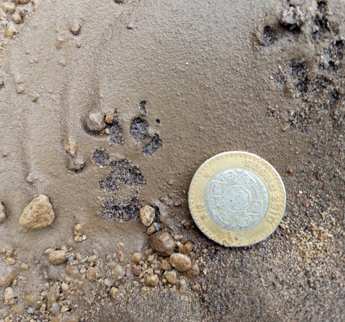 Motocle observed by albertorb