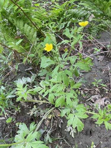 fen crowfoot (Ranunculus caricetorum)