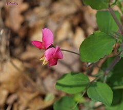 Lathyrus rotundifolius