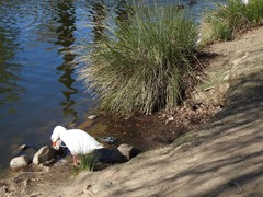 Anser anser domesticus