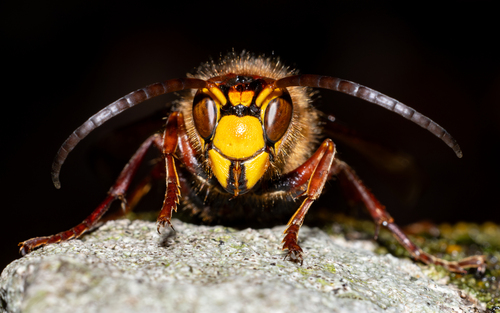 European hornet
