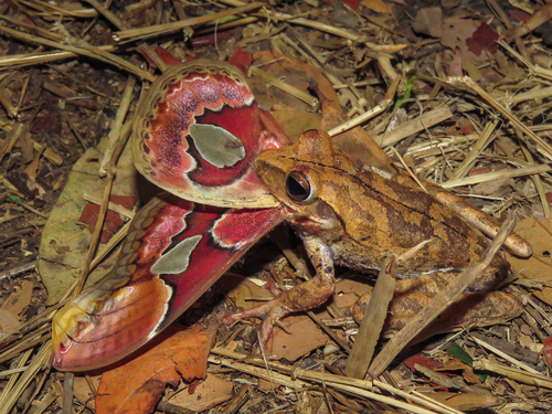 Chaco Treefrog, Boana raniceps