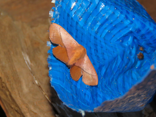Trogoptera semililacea
