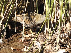 Porzana porzana
