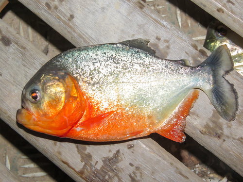 Redbelly Piranha