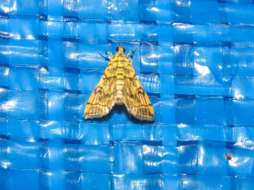 Checkered Apogeshna Moth