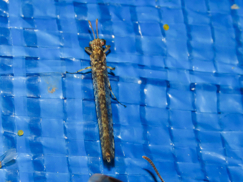 Dimarella praedator