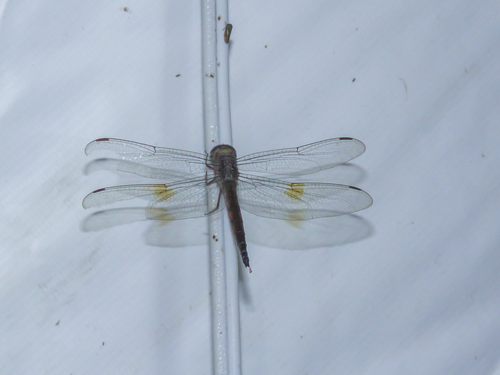 Evening Skimmer