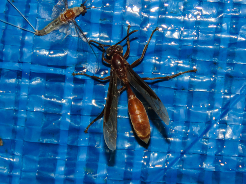 Apoica pallida