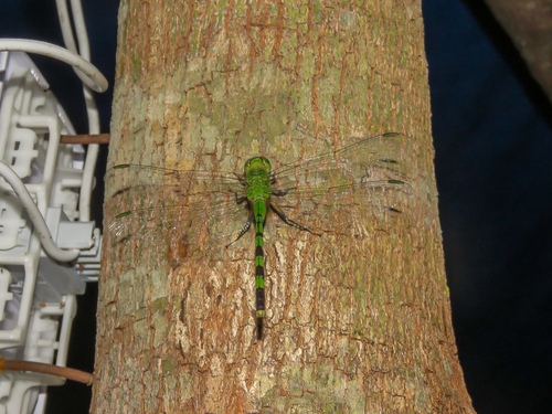 Great Pondhawk