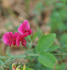 Lathyrus rotundifolius
