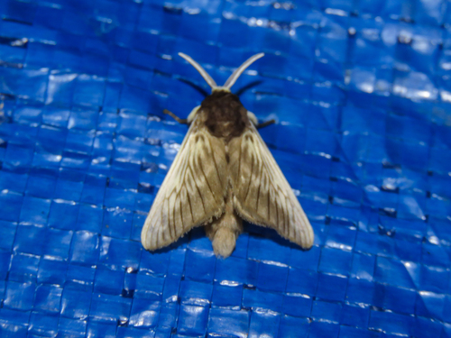 Podalia tympania