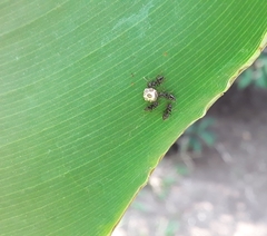 Ceroplastes grandis