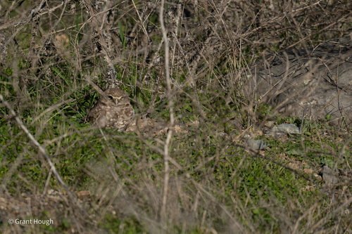 View observation of {o.common_name} on iNaturalist