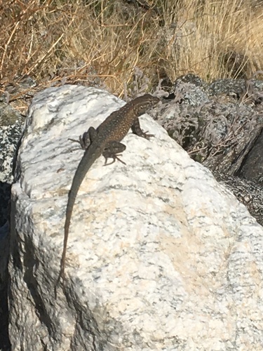 iNaturalist observation photo of Western Side-blotched Lizard