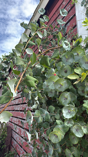 Grape Honeysuckle (Lonicera reticulata)