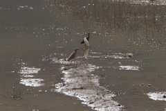 Pelecaniformes