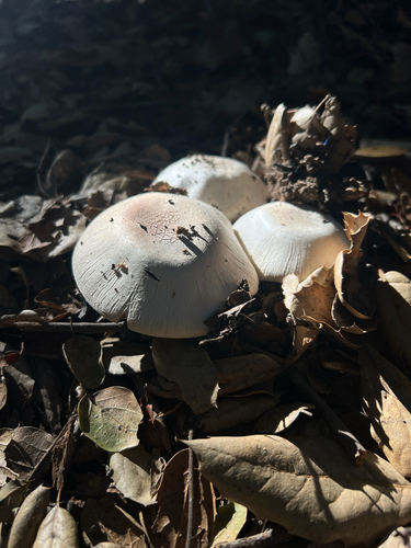 iNaturalist observation photo of Yellow Stainer