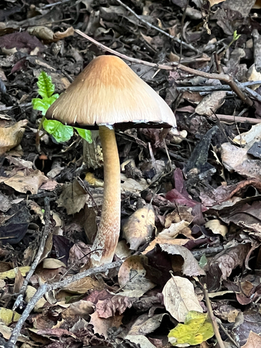 iNaturalist observation photo of Tall Psathyrella