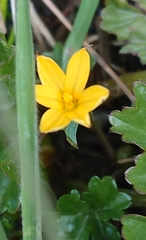 Sisyrinchium patagonicum