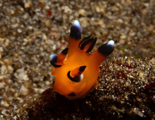 Pikachu Nudibranch — seen at this dive site