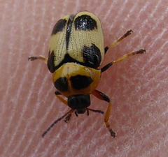 Cryptocephalus bistripustulatus