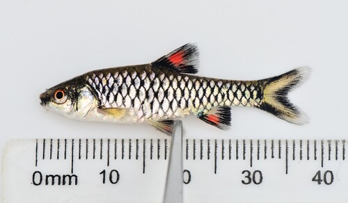 Apleurogramma barb (Enteromius apleurogramma) — Cyprinidae