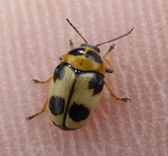 Cryptocephalus bistripustulatus