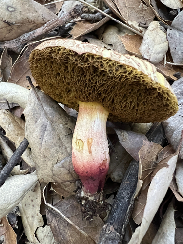 iNaturalist observation photo of oak-loving bolete