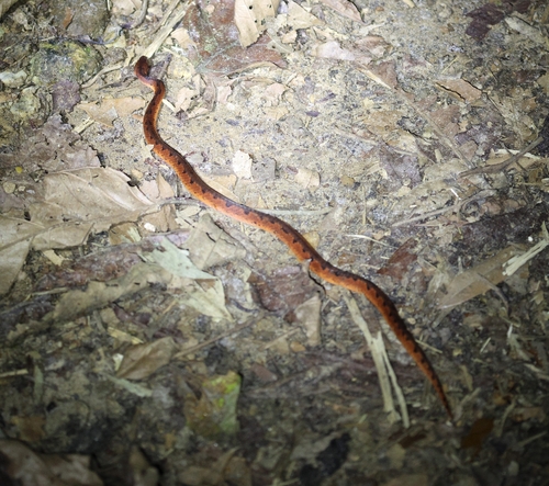 Wucherer's Ground Snake, Xenopholis scalaris