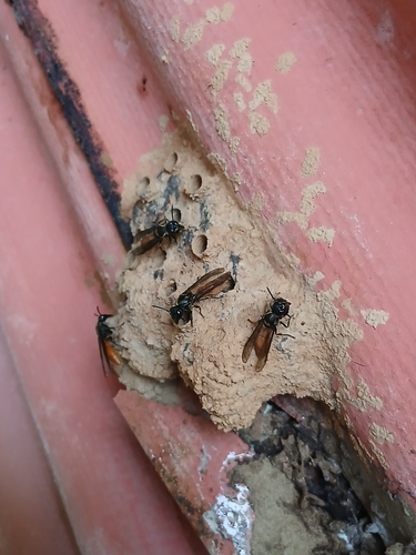 Montezumia dimidiata