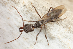 Odontomachus simillimus