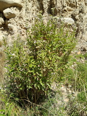Verbesina boliviana