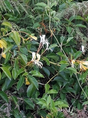 Lonicera hildebrandtiana