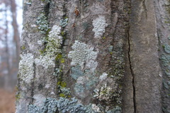 Pertusaria pustulata