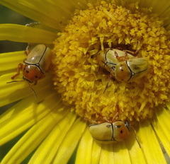 Cryptocephalus decemnotatus