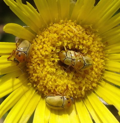 Cryptocephalus decemnotatus