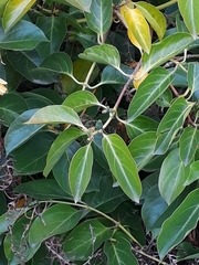 Lonicera hildebrandtiana