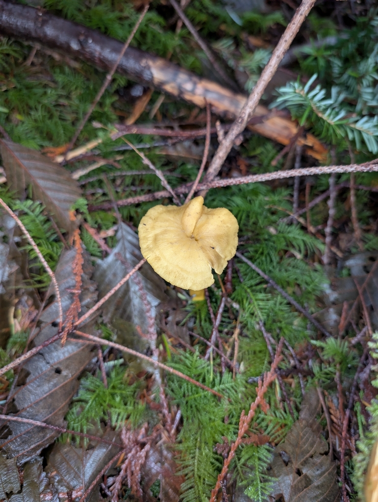 Craterellus tubaeformis · December 2025 · photo: © moemeikle (iNaturalist, cc-by)