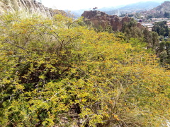 Vachellia aroma