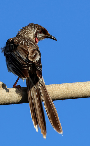 Red Wattlebird