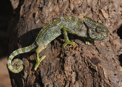 Chamaeleo arabicus