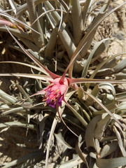 Tillandsia sphaerocephala